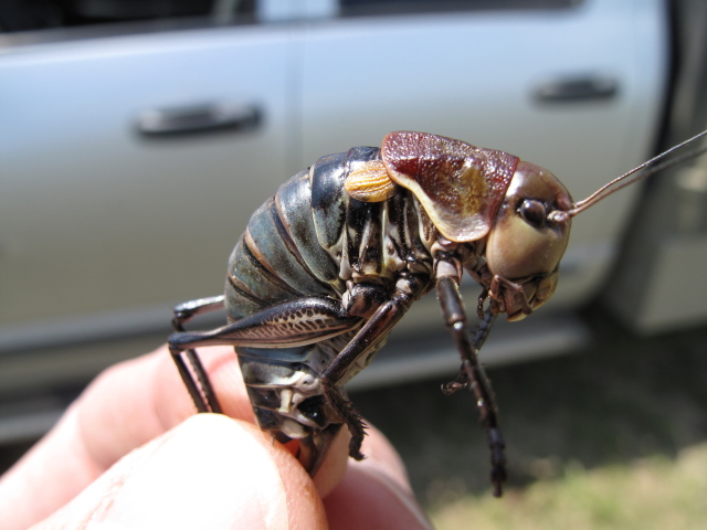 image of Peranabrus scabricollis