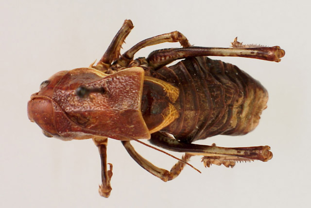 image of Peranabrus scabricollis