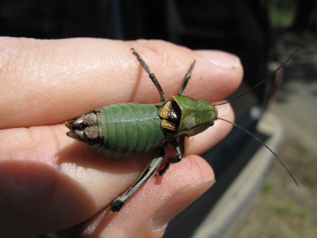 image of Peranabrus scabricollis