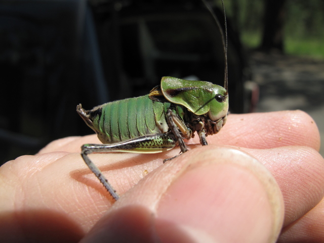 image of Peranabrus scabricollis