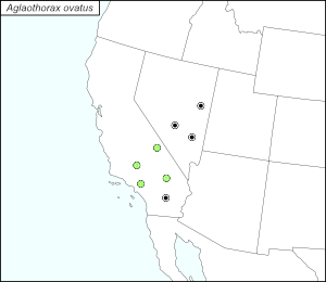 icon map for aglaothorax ovatus