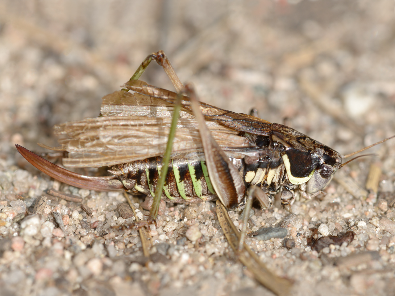 image of Sphagniana sphagnorum