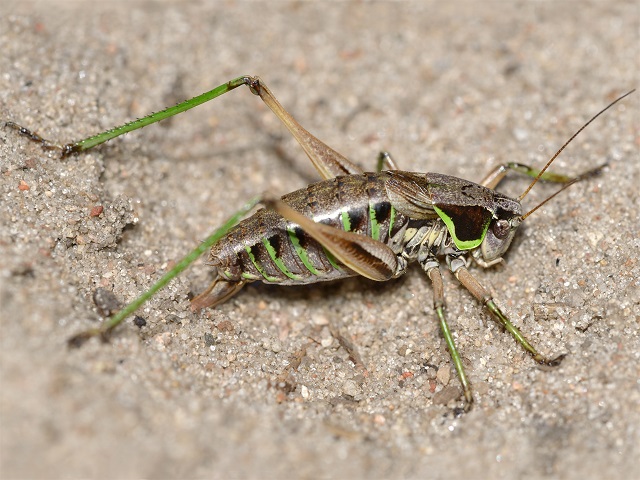 image of Sphagniana sphagnorum