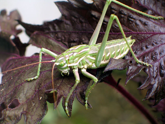 image of Plagiostira mescaleroensis