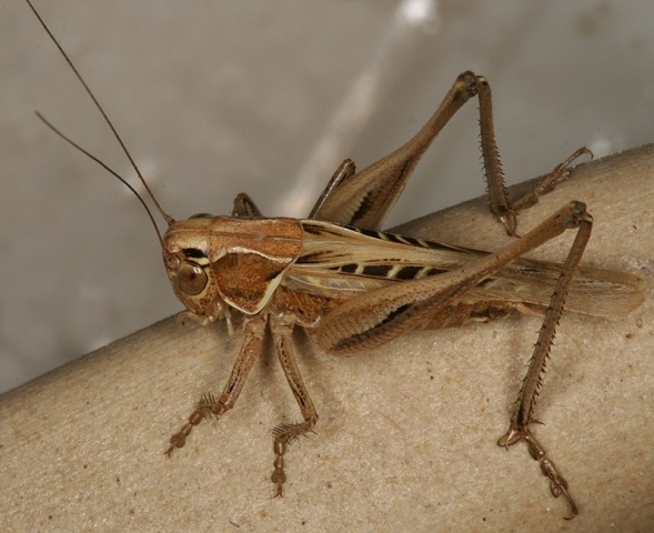 image of Tessellana tessellata