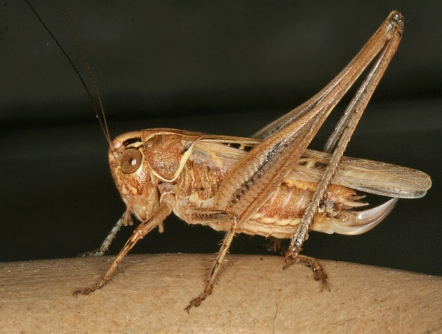 image of Tessellana tessellata