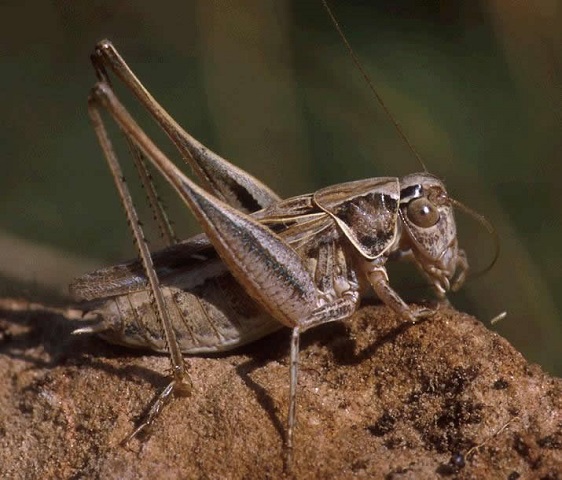 image of Tessellana tessellata