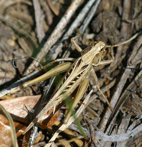 image of Tessellana tessellata