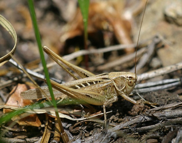 image of Tessellana tessellata