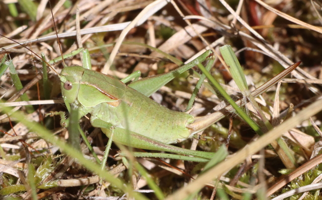 image of Steiroxys strepens