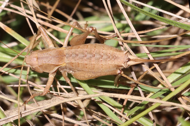 image of Steiroxys strepens