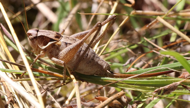 image of Steiroxys strepens