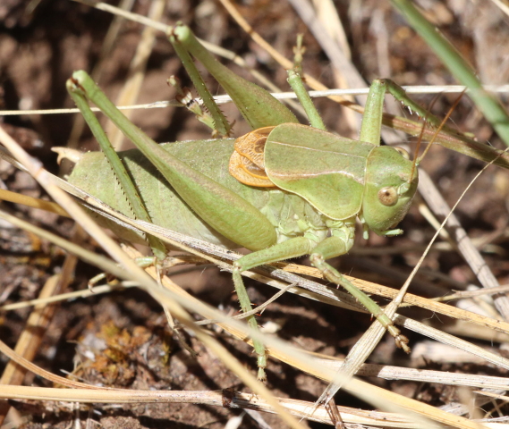 image of Steiroxys strepens