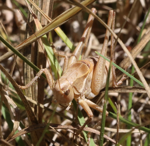 image of Steiroxys strepens