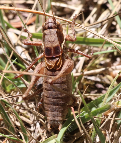 image of Steiroxys strepens