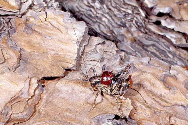 image of Phymonotus jacintotopos