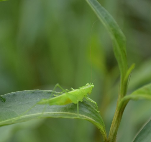 image of Phlugis sp