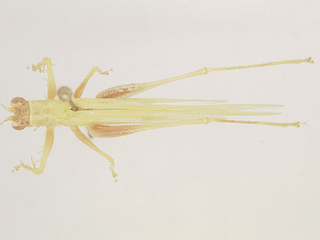 image of Phlugis sp