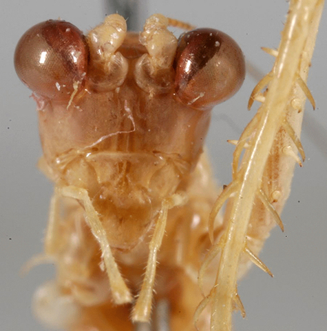 image of Phlugis sp