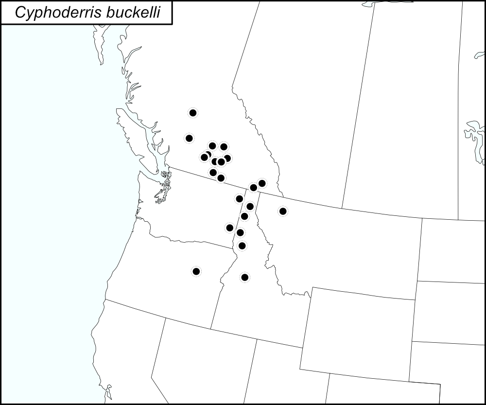 distribution map for Cyphoderris buckelli