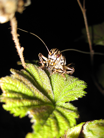 image of Cyphoderris buckelli