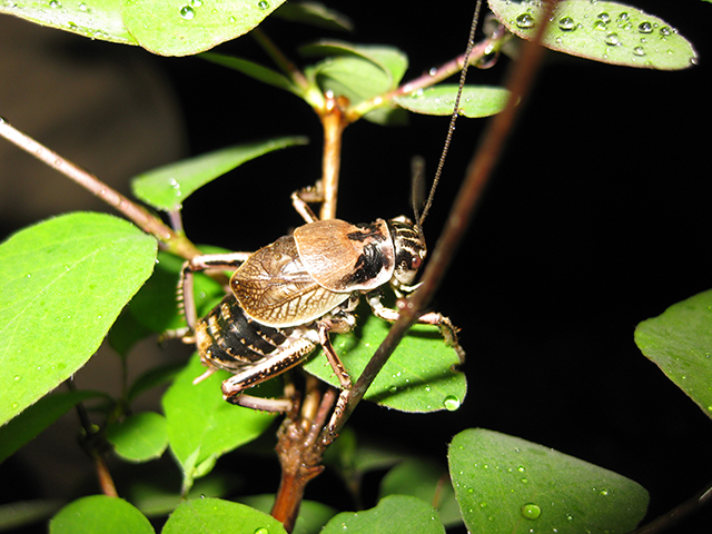 image of Cyphoderris buckelli