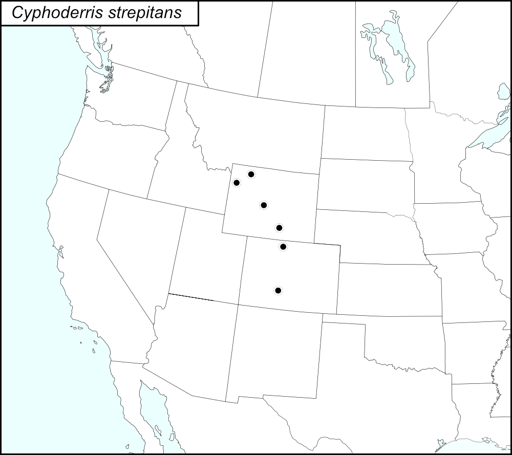 distribution map for Cyphoderris strepitans