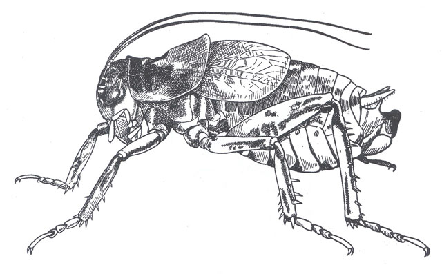 image of Cyphoderris monstrosa