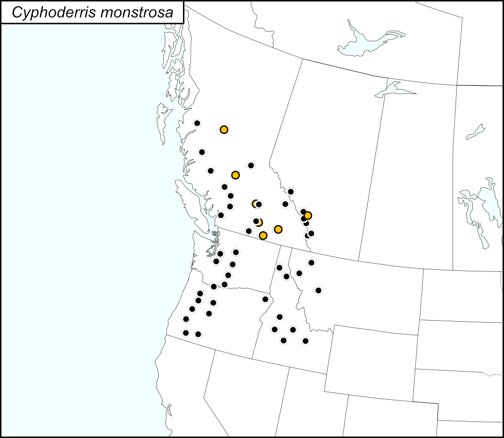 distribution map for Cyphoderris monstrosa