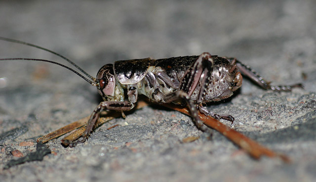 image of Cyphoderris monstrosa