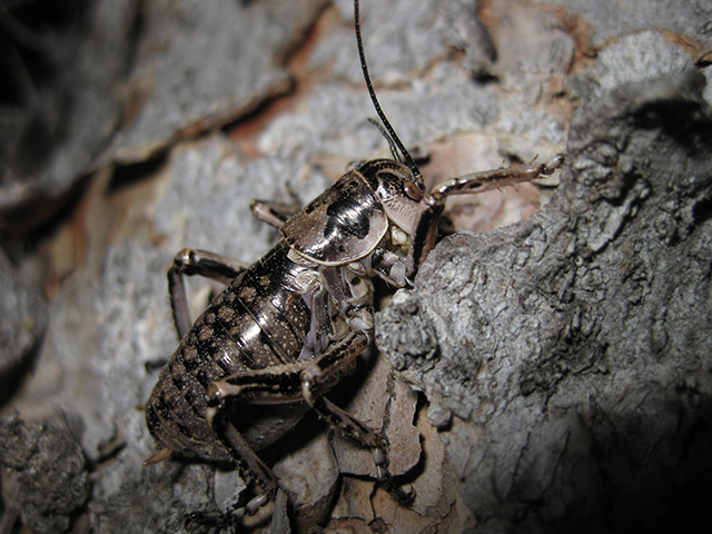 image of Cyphoderris monstrosa