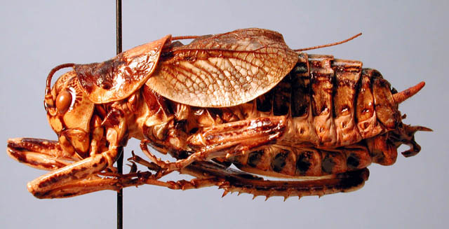 image of Cyphoderris monstrosa