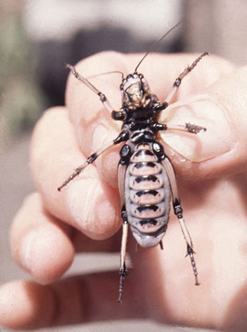 image of Cyphoderris monstrosa