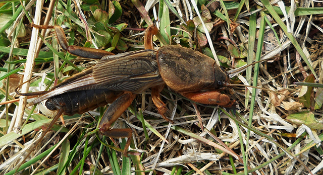 image of Gryllotalpa gryllotalpa