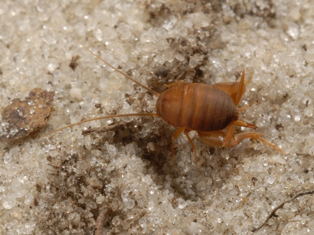 image of Myrmecophilus pergandei