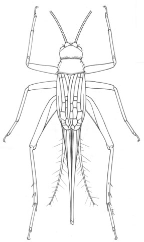 image of Trigonidomimus belfragei