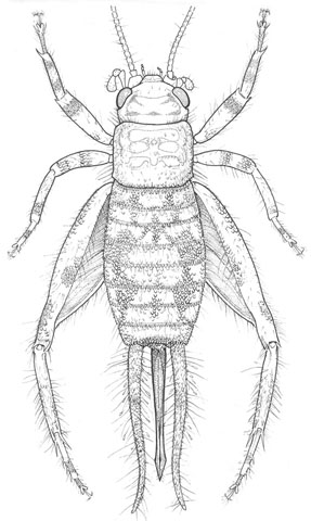 image of Oligacanthopus prograptus