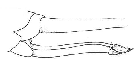 image of Oligacanthopus prograptus