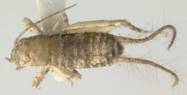 image of Oligacanthopus prograptus