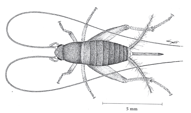 image of Cycloptiloides americanus