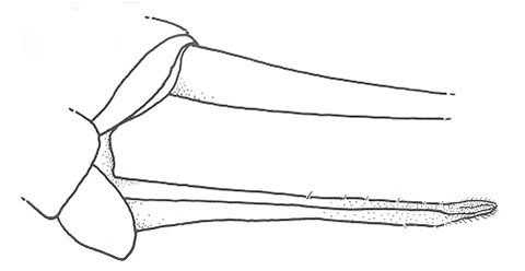 image of Cycloptiloides americanus