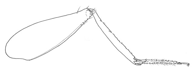 image of Cycloptiloides americanus