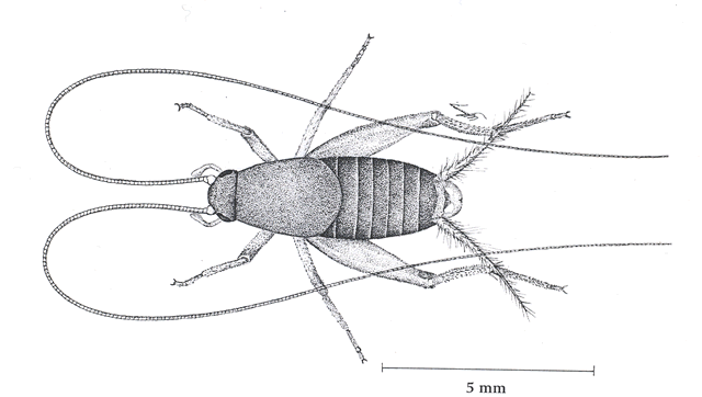 image of Cycloptiloides americanus