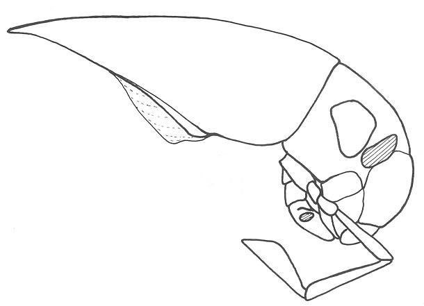 image of Cycloptiloides americanus