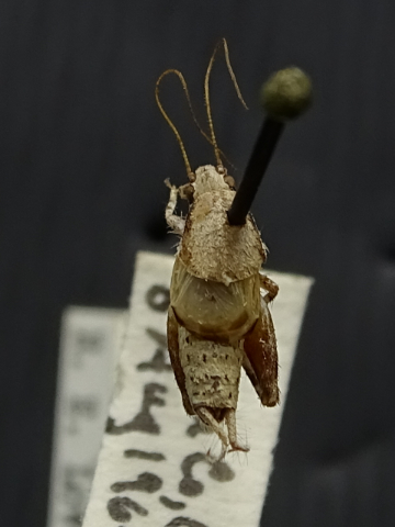 image of Cycloptilum zebra