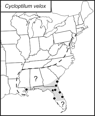 distribution map for Cycloptilum velox