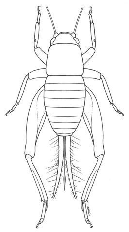 image of Cycloptilum bidens