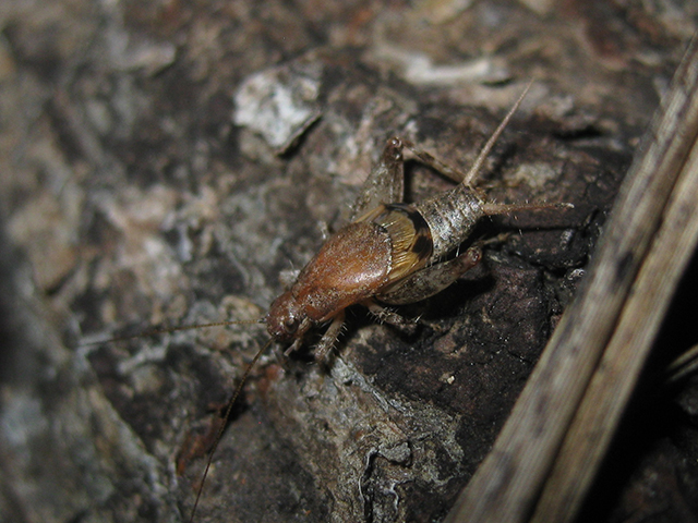 image of Cycloptilum bidens