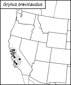 distribution map for Gryllus brevicaudus