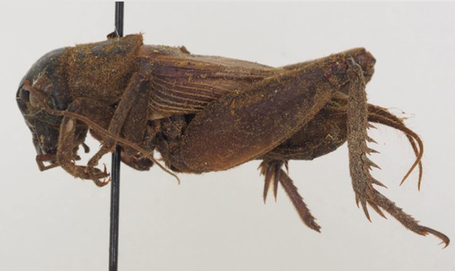 image of Gryllus vocalis